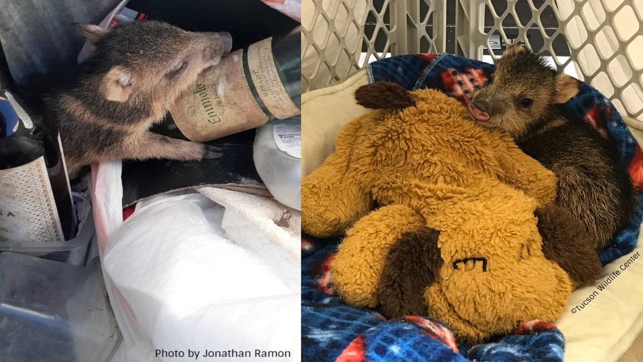 Hallan con vida a un jabalí en un bote de basura de Tucson