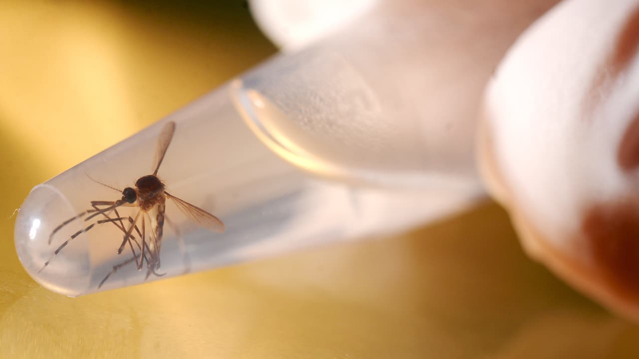 Se cuentan infectados con virus del Zika en al menos 30 estados