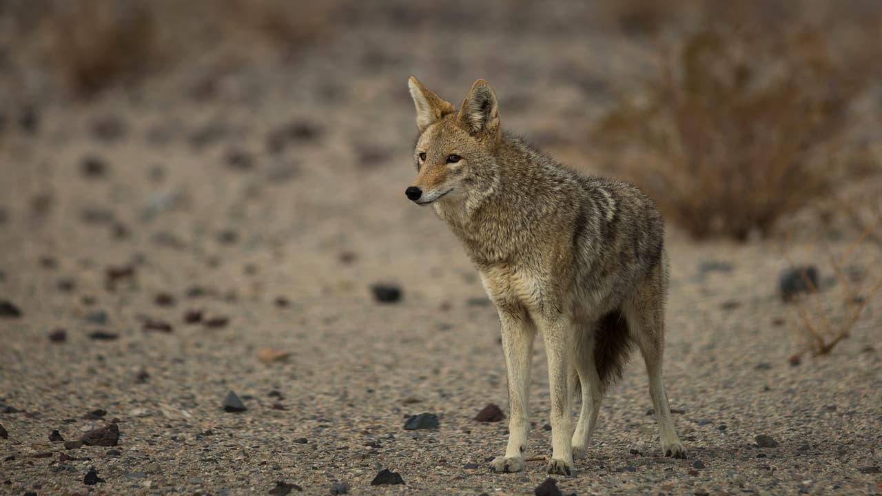 ¿Residentes de California pueden coexistir con los animales urbanos?