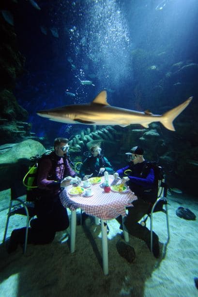 La conservación marina es el primer objetivo.
