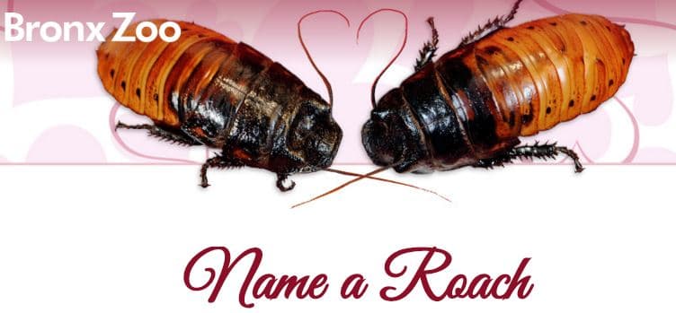 Nombra a una cucaracha de Madagascar como tu enamorado