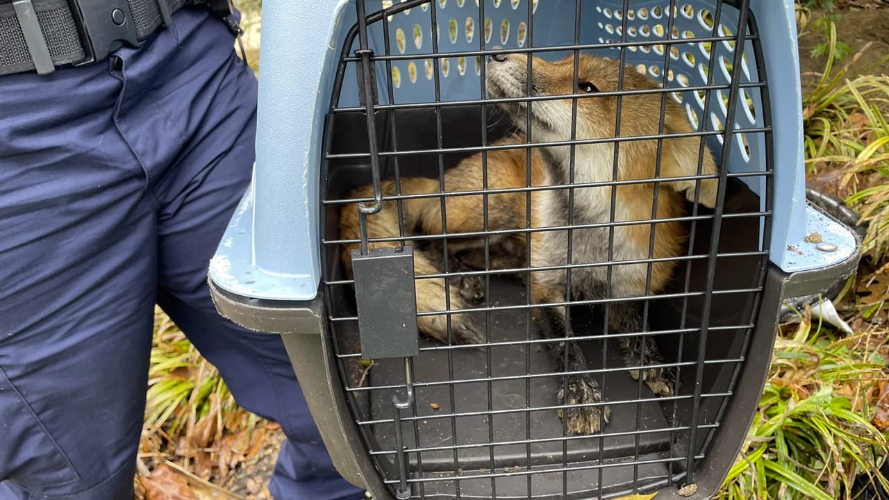 Una zorra capturada cerca del Capitolio de Washington DC y sus 3 cachorros fueron sacrificados