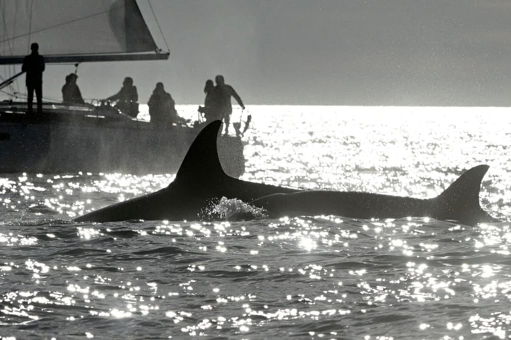 Para mantener esos cuerpos de 6,000 hasta 8,500 libras, las orcas prefieren comer delfines, leones marinos, pulpos, calamares, tiburones, focas y pingüinos, entre otros.
