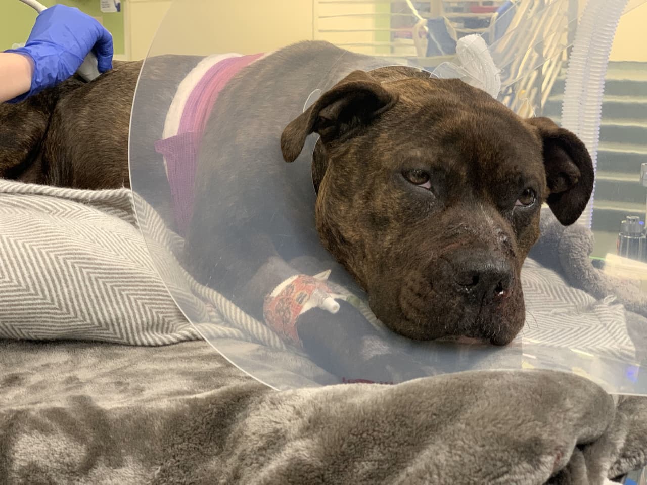 Las autoridades están buscando a la persona que le disparó a un perro varias veces en el vecindario Overbrook del oeste de Filadelfia. Un oficial de
<b>ACCT Philly </b>respondió a la cuadra 1200 de South 54th Street el lunes por la noche para recibir informes de que un automóvil había atropellado a un perro.