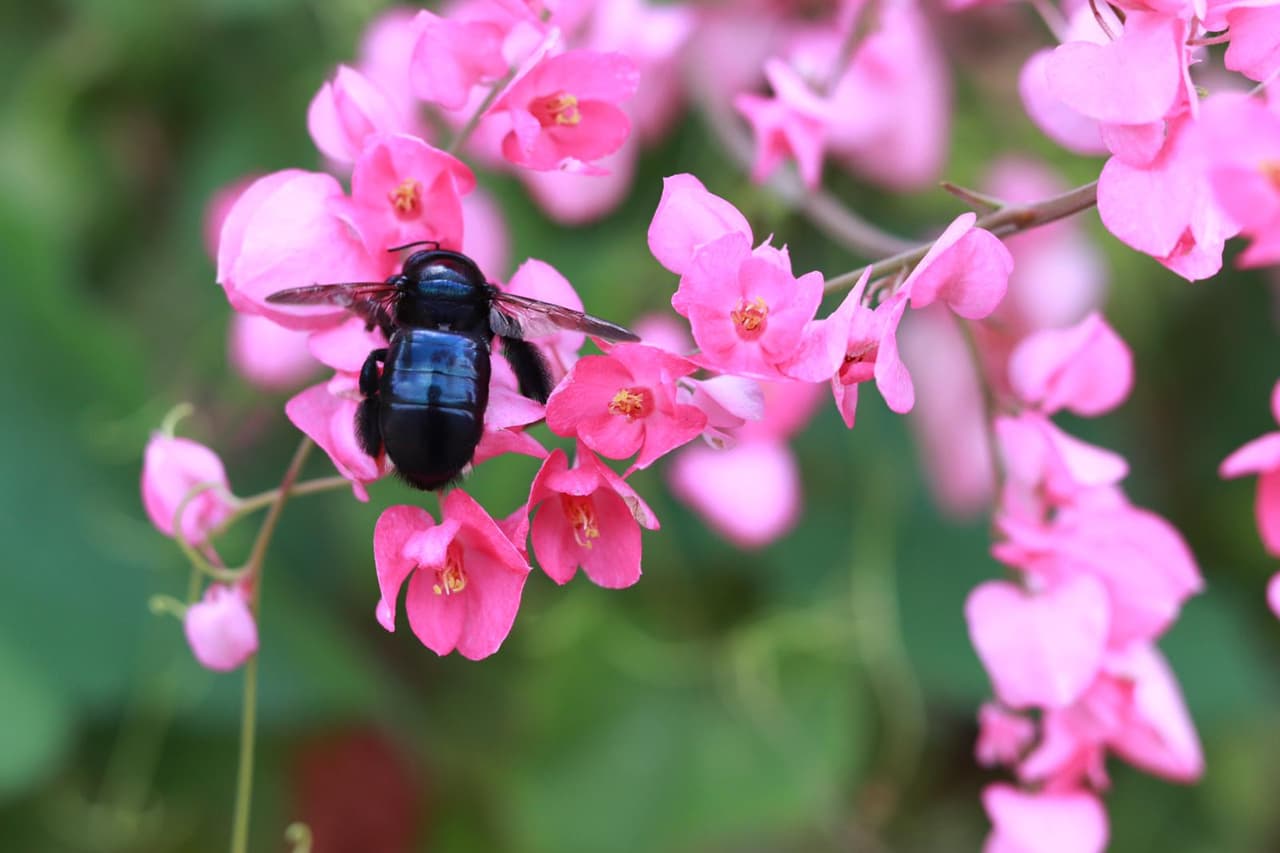 Los insectos se pasean por el área, por lo que recomiendan a los niños ir vestidos con pantalones y camisas largas para evitar picaduras.