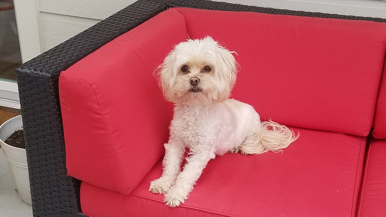 Brenda Al Castillo Rosales - "Una de mis 5 rescatadas , mi gran amor y la princess de esta casa".