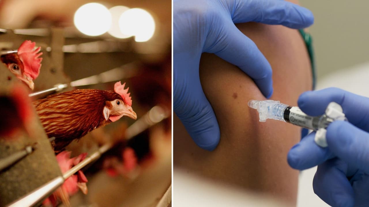  Cómo el gobierno de Biden busca prevenir desde ya una potencial pandemia de gripe aviar 
