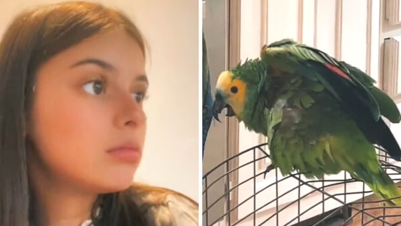 Joven se pelea con su perico porque no la deja mandar notas de voz y se hace viral