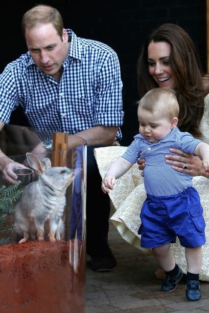 El pequeño George se mostró confiado y alegre mientras le presentaban a un macrotis, un marsupial oriundo de Australia.