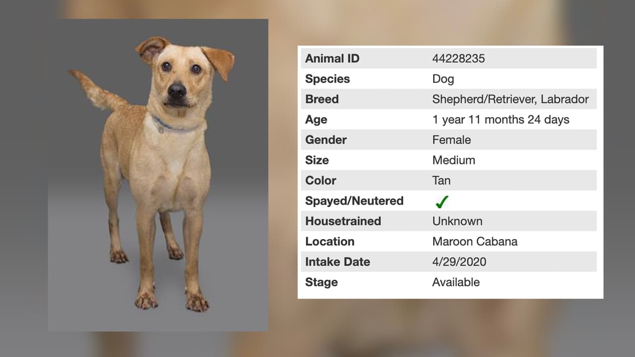 Con casi 2 años te presentamos a Harley, una perrita mediana que espera ser adoptada.