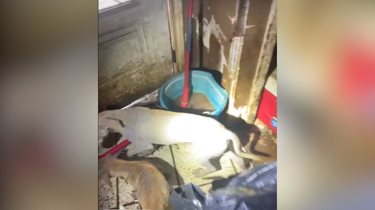 La Unidad de Crueldad Animal del Precinto 1 del condado Harris rescató a varios perros que fueron hallados en condiciones deplorables en una vivienda ubicada en el 19000 de Cypress Canyon Drive, en Katy.