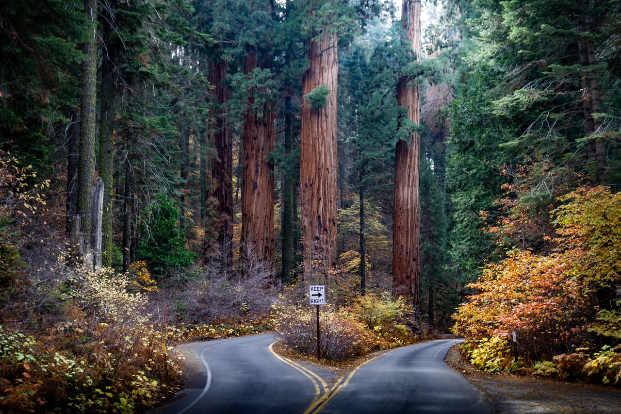 <b>Puesto 5. Parque Nacional Sequoia, California.</b> Esta espectacular área protegida del centro de California es conocida por su bosque de secuoyas gigantes. Su variada topografía alberga todo tipo de vida silvestre, incluidos gatos monteses, zorros grises, osos y muchas especies de aves. Puede hacer una visita guiada a la famosa Cueva de Cristal y aunque deberá pagar una módica tarifa para entrar seguro que vale la pena.