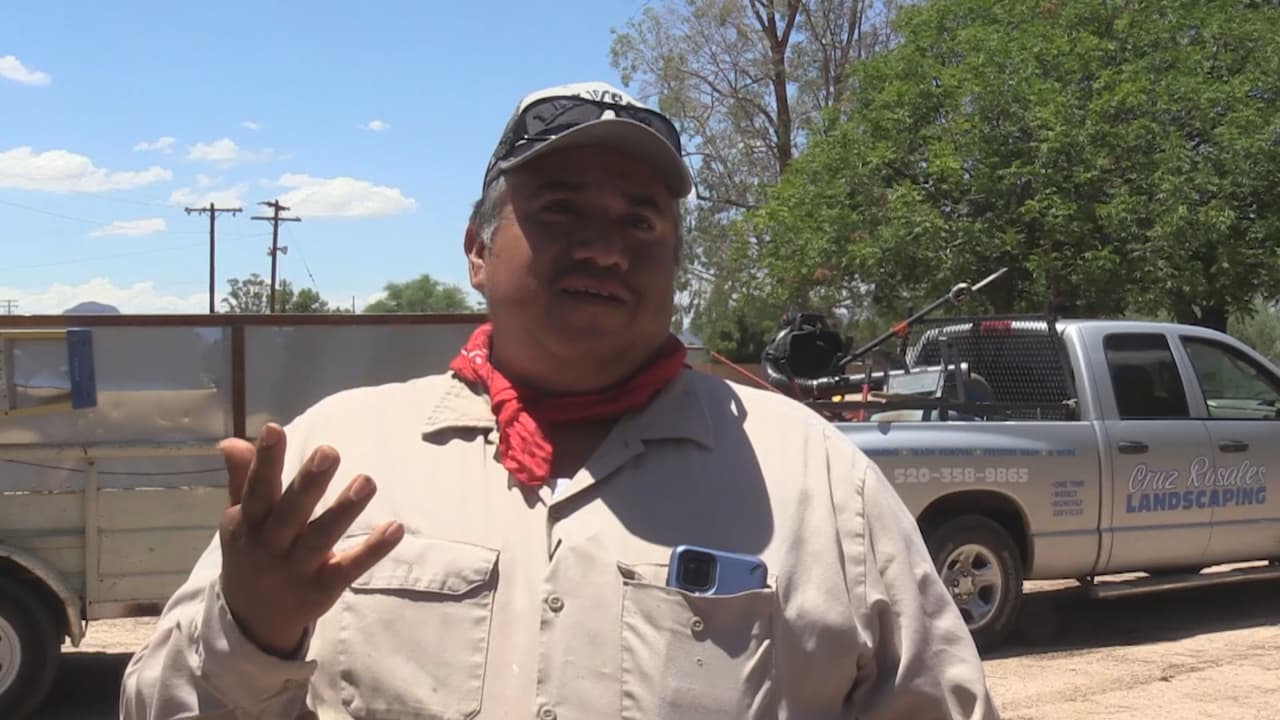 “Sí, hemos estado con la escalera amarrados ya cortando [la palmera] con la motosierra, y 
<b>les molesta el ruido </b>… y 
<b>tienes que bajarte lo más pronto que puedas porque te siguen, no te dejan en paz</b>”, dijo Rosales en una entrevista con Univision Arizona.