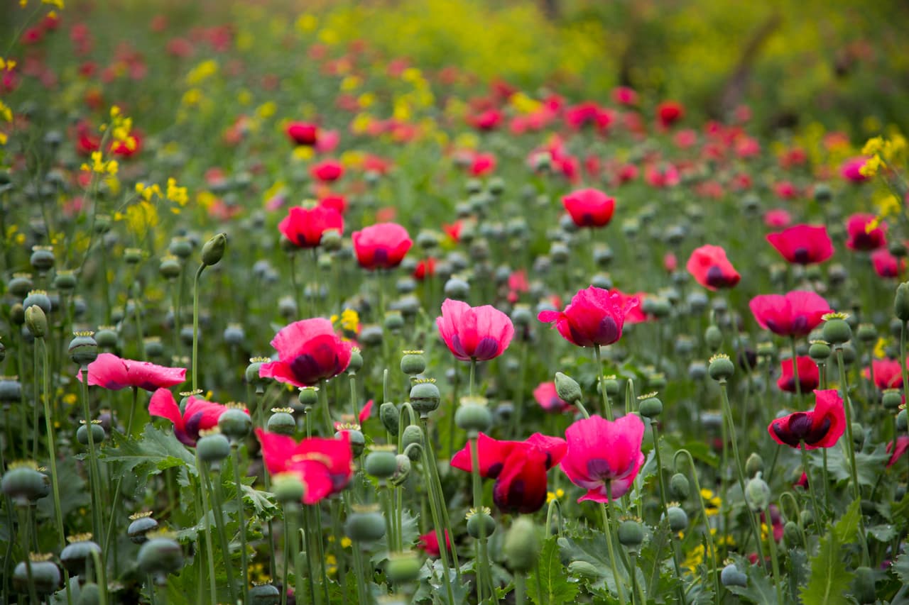 En Fotos: Así son los campos mexicanos donde se cultiva amapola, la flor de la que provienen los opioides 