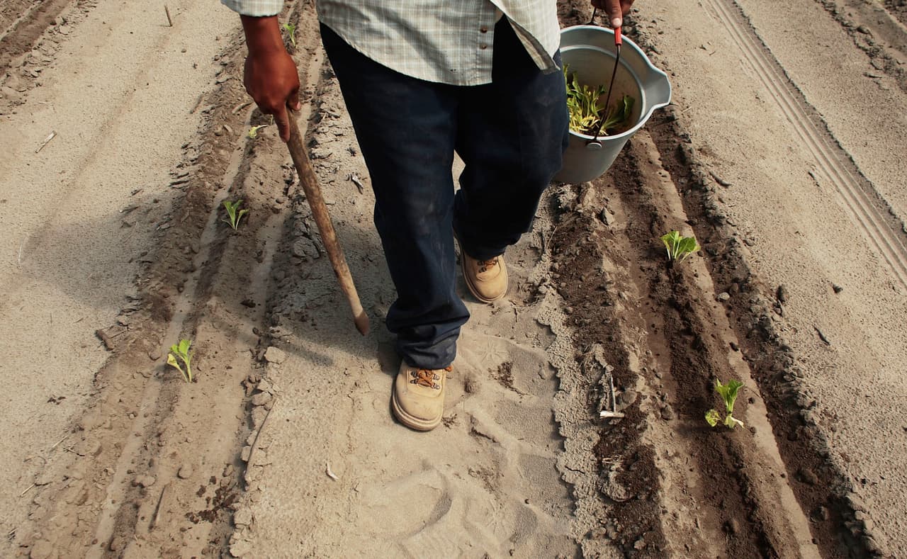 Campesinos, jardineros, meseros... Dónde están y quiénes contratan trabajadores con visas H2-A y H2-B