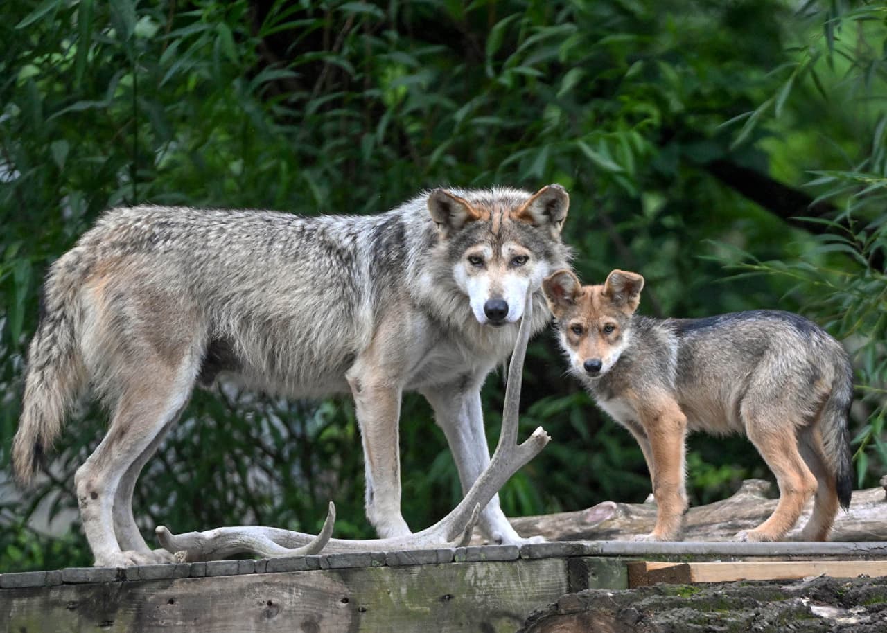 Ahote, un lobo mexicano que nació el 27 de abril con su padre, Amigo.