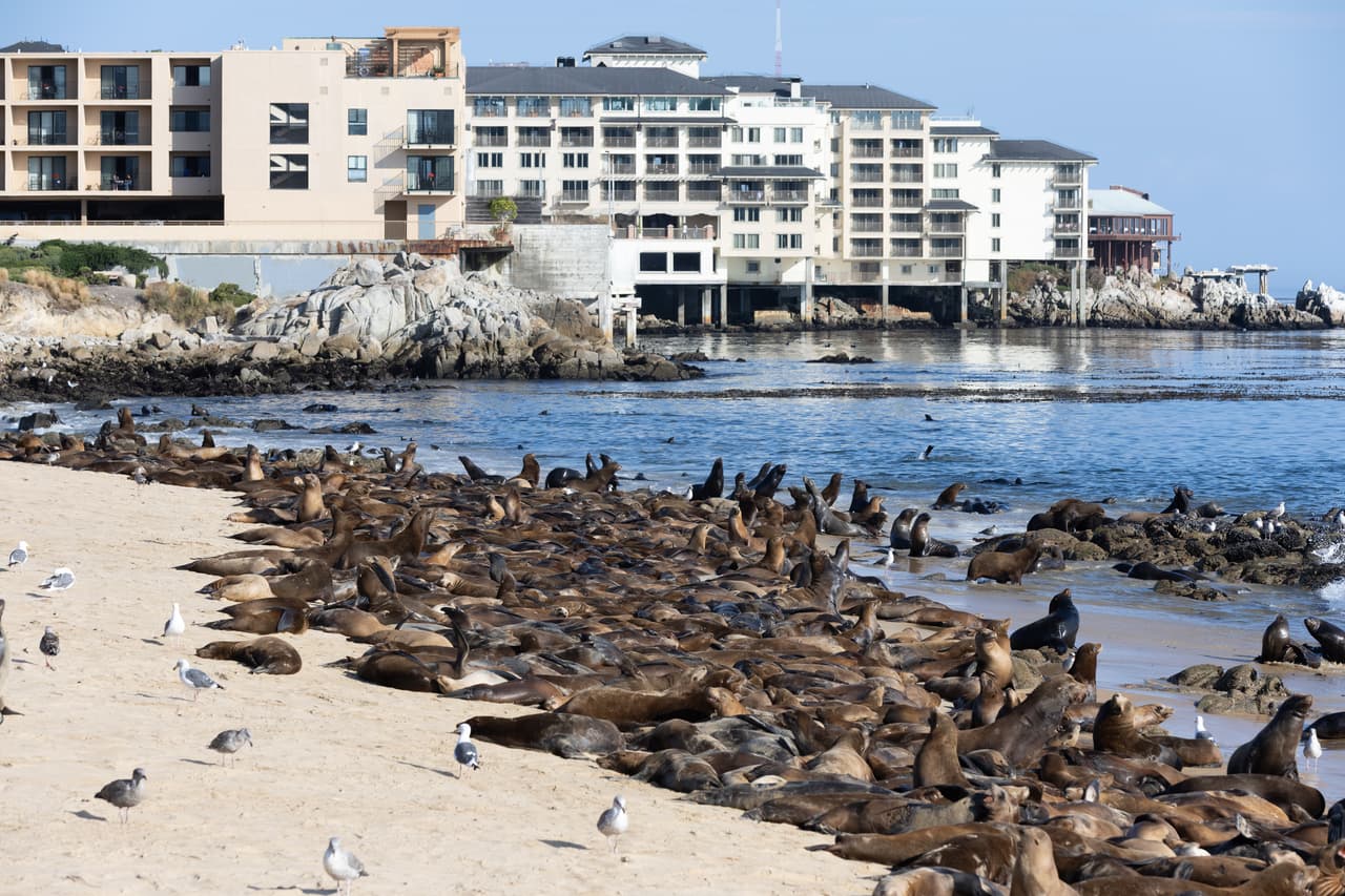 “Las personas que acosen alimenten, capturen o maten a cualquier mamífero marino podrían enfrentar una multa considerable o incluso la cárcel”, indicaron las autoridades de la ciudad de Monterey. 
<br>