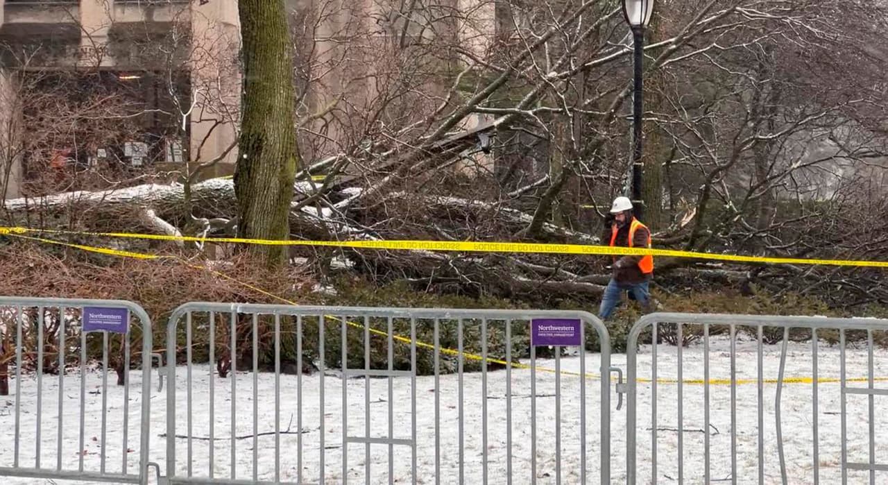 Cae árbol encima de personas en Universidad Northwestern de Chicago