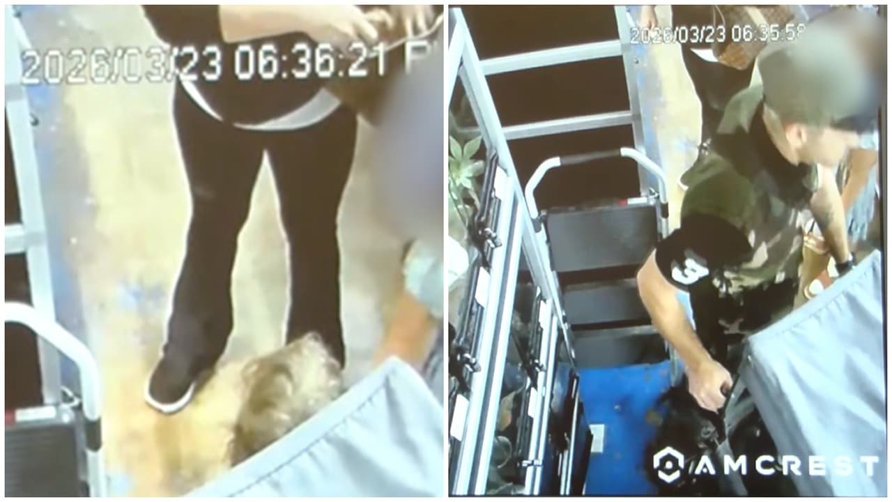 Con coche de bebé y en menos de dos minutos: así robaron pitones de una tienda en Arizona