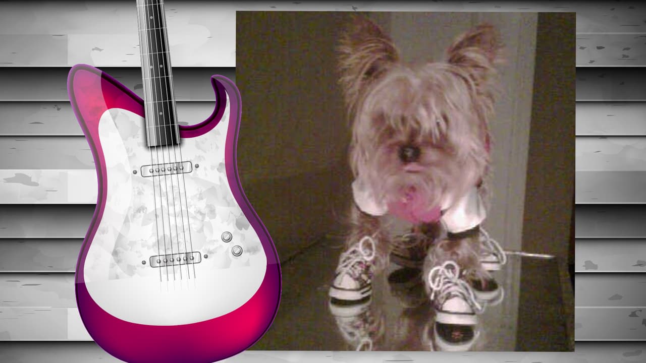 El perrito de Diana Reyes es toda una monería. Este yorkshire terrier tiene su propia cuenta de Instagram (@soyjalapeno) y acompaña a la cantante a todas partes. Aunque aún no cuenta con muchos seguidores, sólo unos 200, creemos que pronto tendrá star status. Isn't he the cutest?