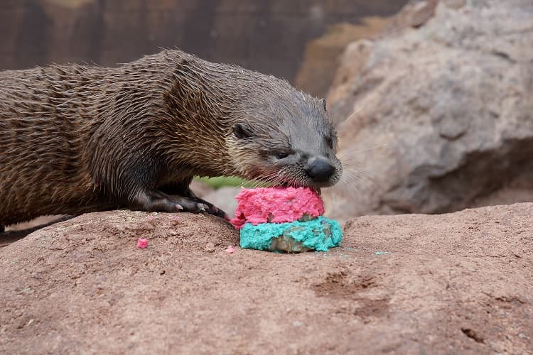 Ninguno de "sus residentes" se resistió al pastel.
