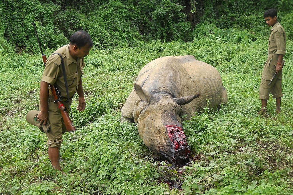 Indian forestry officials stand near the carcass of a one-horned rhinoceros which was killed and de-horned by poachers in Burapahar, a range of the Kaziranga National Park, some 250 kms east of Guwahati on June 29, 2015. Illegal rhino horn trade is one of the major environmental issued faced in the rhino-protected areas of Assam, with authorities reporting that some 12 one-horned rhinoceroses have been killed in the area in 2015. AFP PHOTO / AFP / - (Photo credit should read -/AFP/Getty Images)