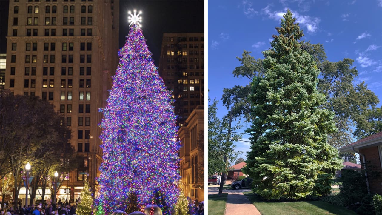 Familia de Morton Grove dona el árbol de Navidad a la Ciudad