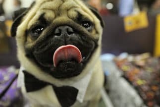 Día mundial de las mascotas se celebra 28 de Septiembre