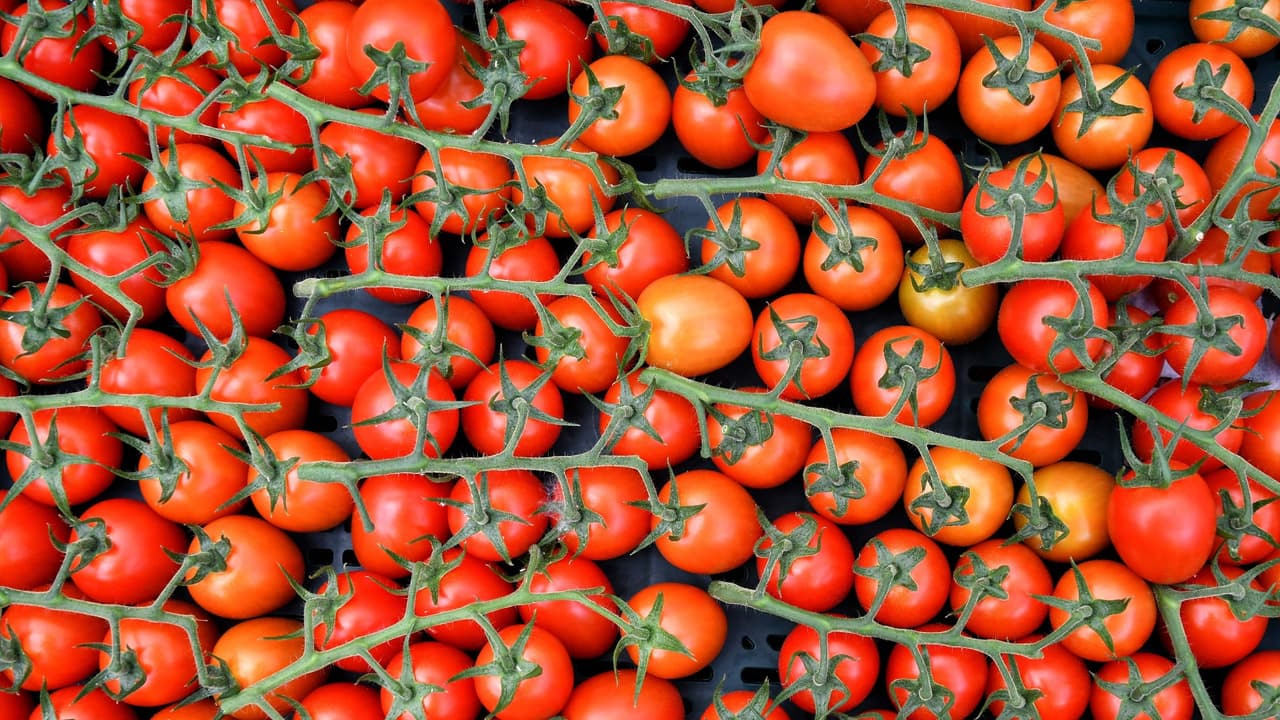 Pensilvania entre los estados que retirarán tomates por posible contaminación con salmonella