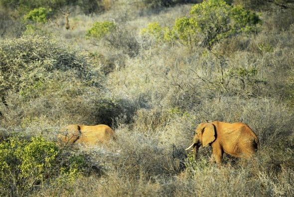 Así como, detener el comercio y la demanda del marfil.