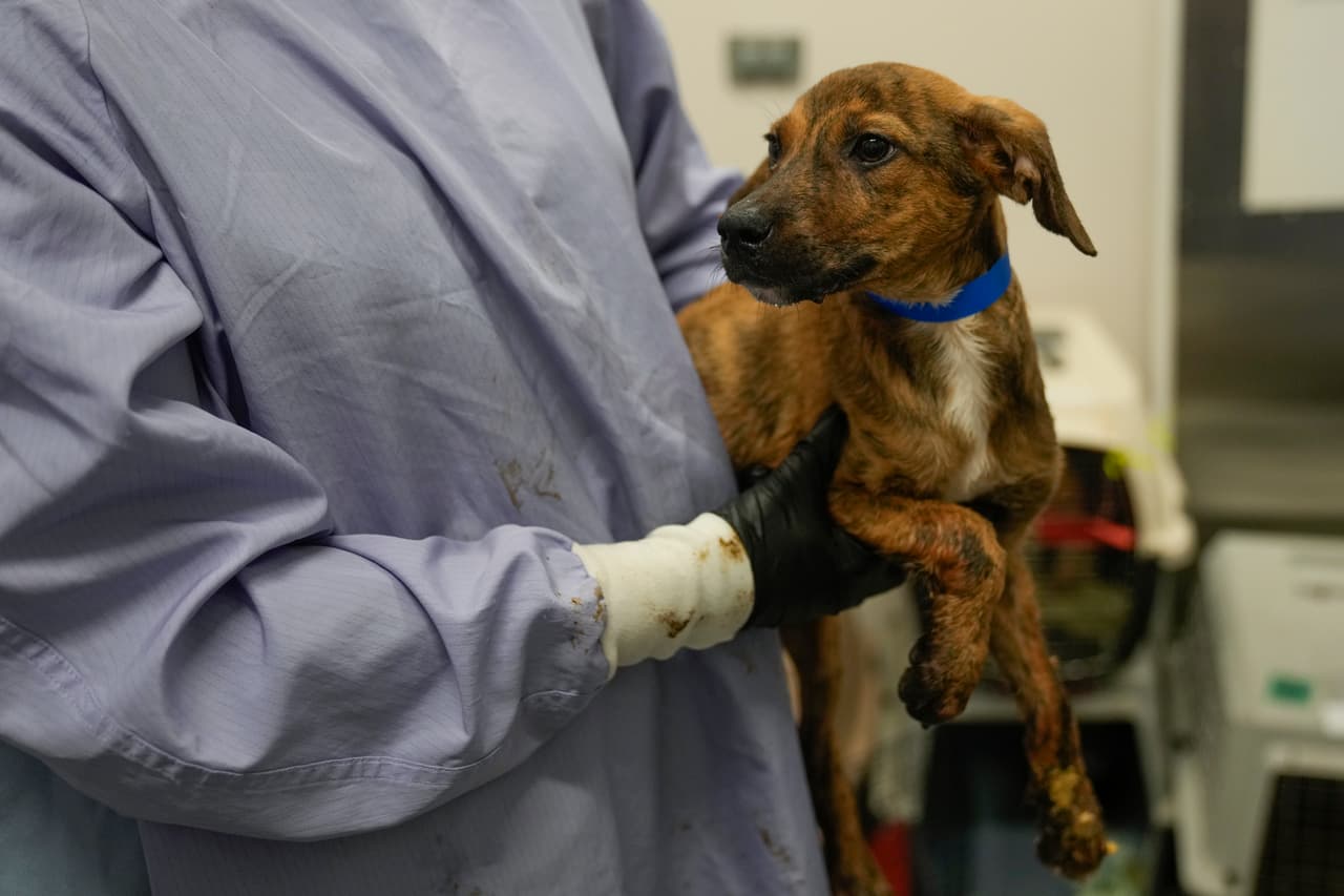 Además de rescatar mascotas desde Texas, PAWS también retira diariamente animales del saturado refugio municipal de Chicago (Chicago Animal Care and Control). Esto refuerza la importancia del apoyo comunitario, tanto a nivel local como en respuesta a crisis externas.