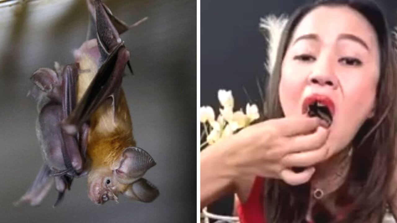 Se graba comiendo sopa de murciélago y se mete en graves problemas: esto fue lo que pasó