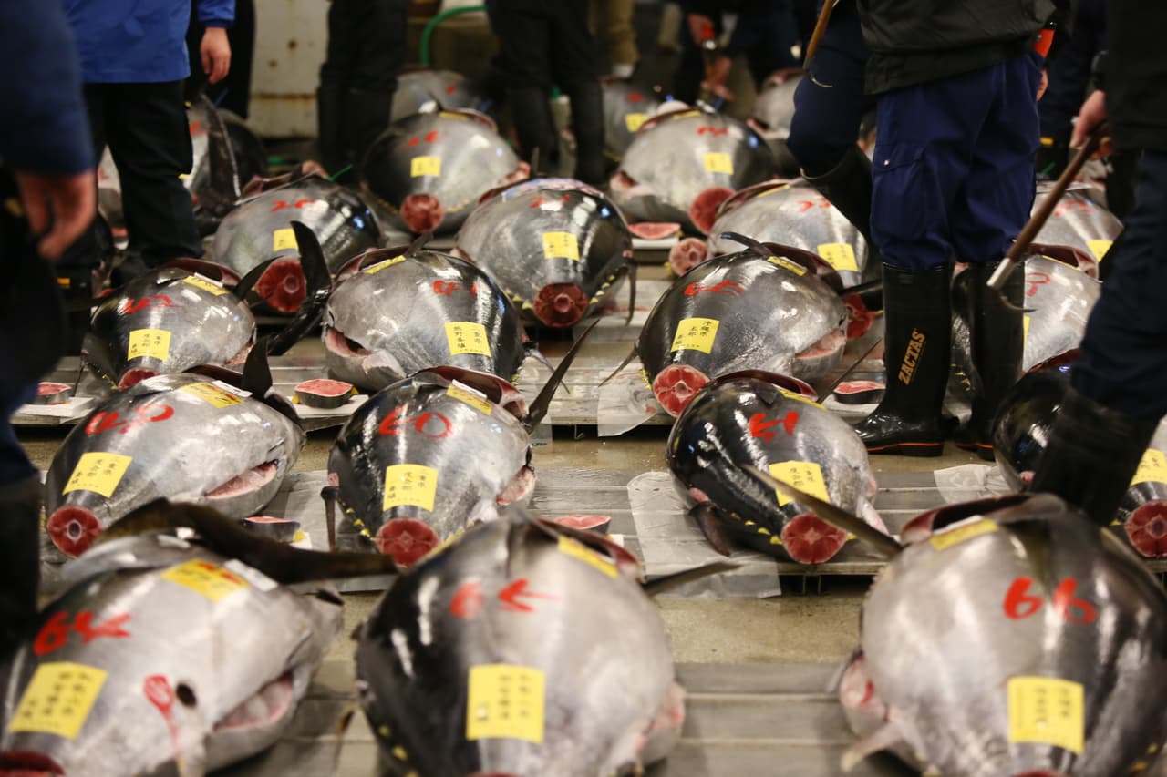 Un artista decidió volverse pescetariano tras ver un documental sobre crueldad animal. Para honrar la fecha en la que cambió su vida, viaja a Tokio a comer un trozo de atún rojo por el que paga miles de dólares.