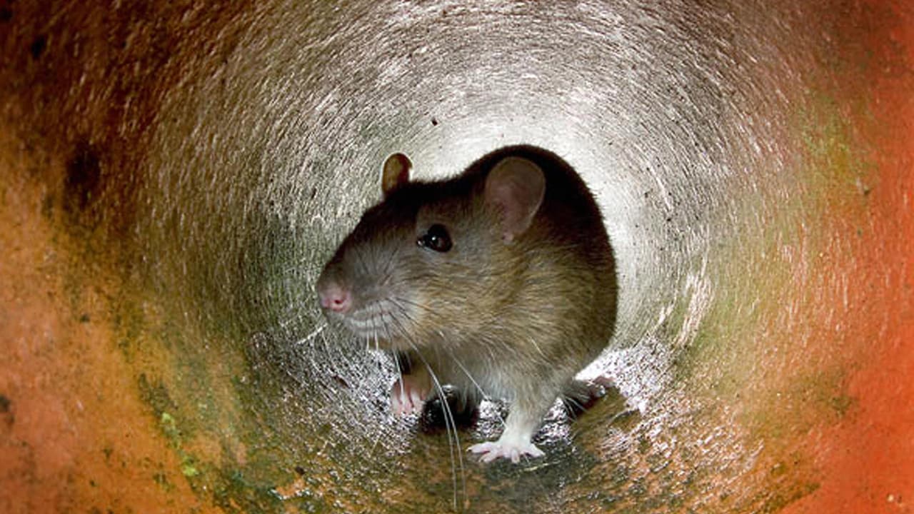 Descubren el primer caso en humanos de un peligroso virus que ataca a las ratas