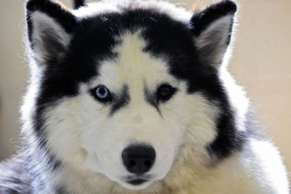 Aunque es un perro independiente, prefiere la compañía de otros para jugar en manada, por eso es recomendable tener dos o incluso un gato, con el que pueda entretenerse, además de regalarle un buen paseo al día. No es recomendable que esté solo en interiores por mucho tiempo, así que si no tienes una casa con patio o jardín, es mejor que desistas.