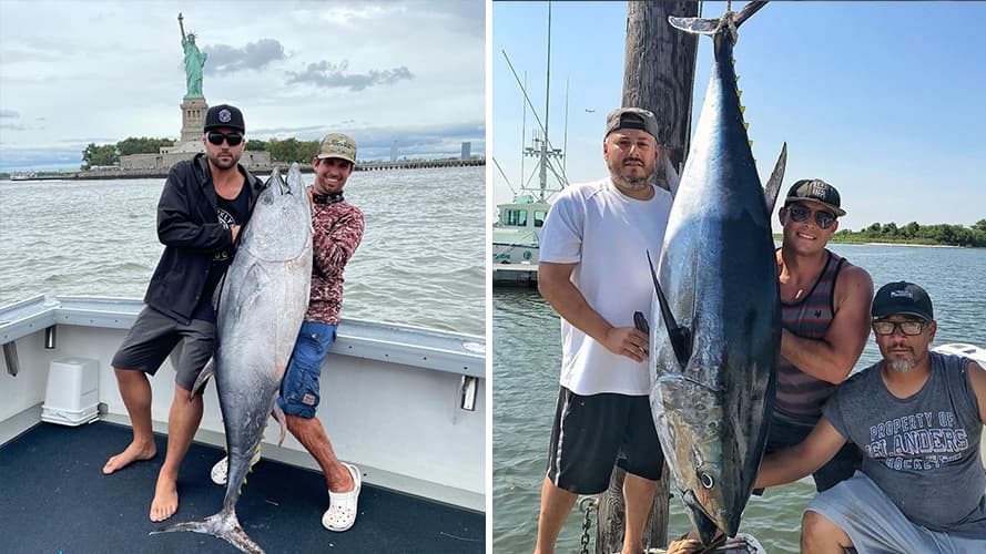 Muchos pescadores de Nueva York se están encontrando con la pesca de su vida. Y es que muchos se han topado con varios atunes gigantes, de hasta 600 libras, en las aguas cerca de la Gran Manzana, según reportó el New York Post.