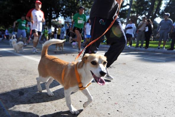 Más de mil perros participaron en una carrera de mascotas a benefició de una asociación.