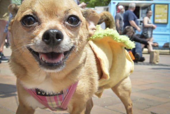 Decenas de perritos se disfrazaron y personificaron en tradicionales vestimentas para festejar el 5 de Mayo.