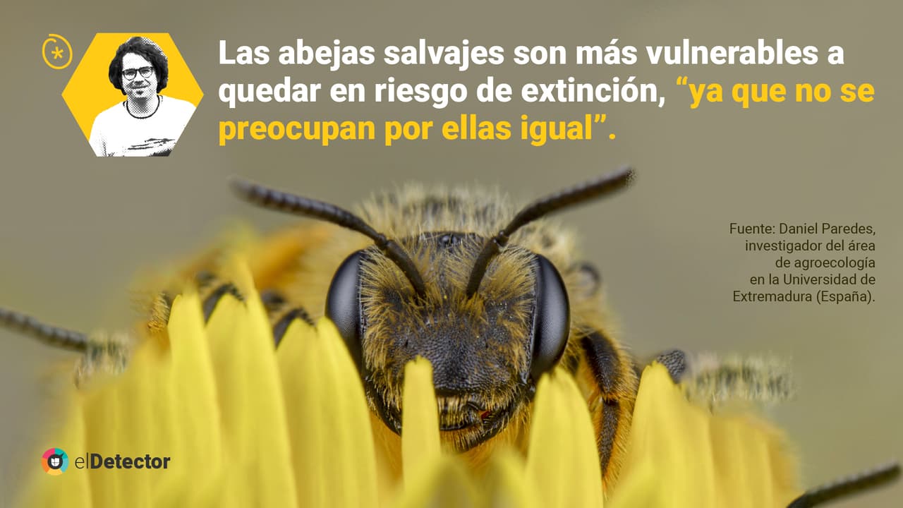 <a href="https://www.univision.com/noticias/diamundialabejas-no-evidencias-humanidad-acaba-4-anos-si-desaparecen-abejas-pero-mundo-si-cambiaria" target="_blank">Lee aquí</a> la verificación completa de
<b> elDetector.</b>