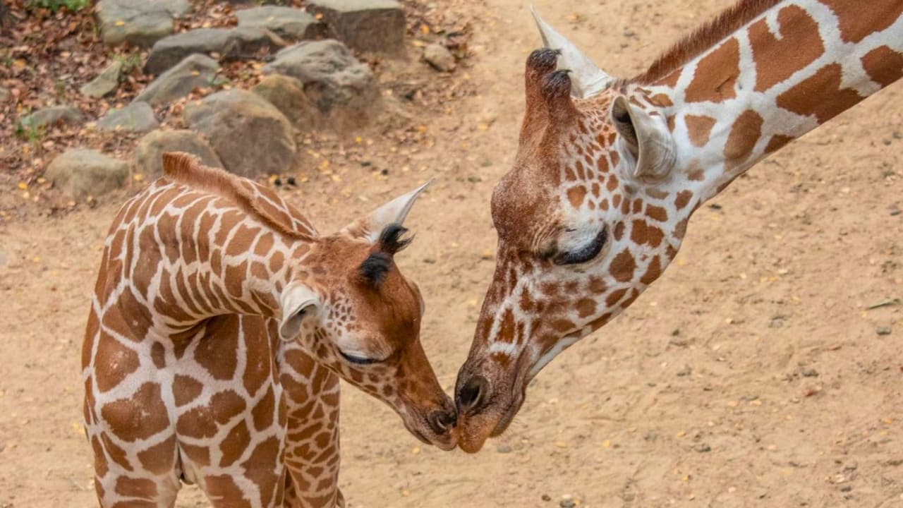 <h3 class="cms-H3-H3">Consejos para tu visita: </h3>
<br>Llega temprano para evitar el calor y las filas. 
<br>Lleva agua y bloqueador solar (puedes entrar con botellas de agua). 
<br>Compra tus boletos y el 
<i>Summer Savings Pass</i> en línea, así aseguras tu lugar. 
<br>Revisa el calendario de actividades y espectáculos en 
<a href="https://www.dallaszoo.com/#gref" target="_blank">su página web antes de ir.</a>