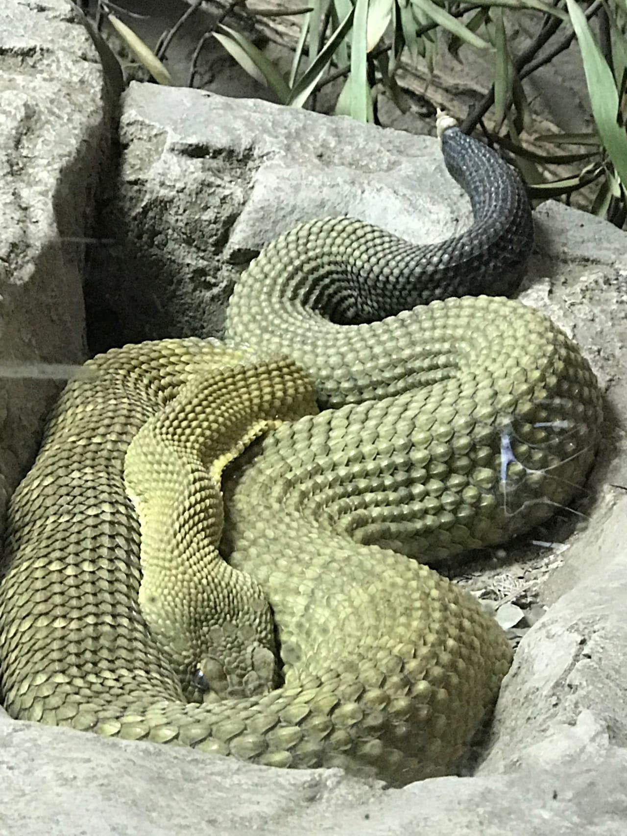 Algunas especies son tímidas, pero no por ello menos peligrosas como la cascabel de la Costa oeste de México. Esta serpiente es reconocida por su gran tamaño y potente veneno. Se dice que vive en la costa oeste del hemisferio, es decir que California forma parte de su habitad natural.