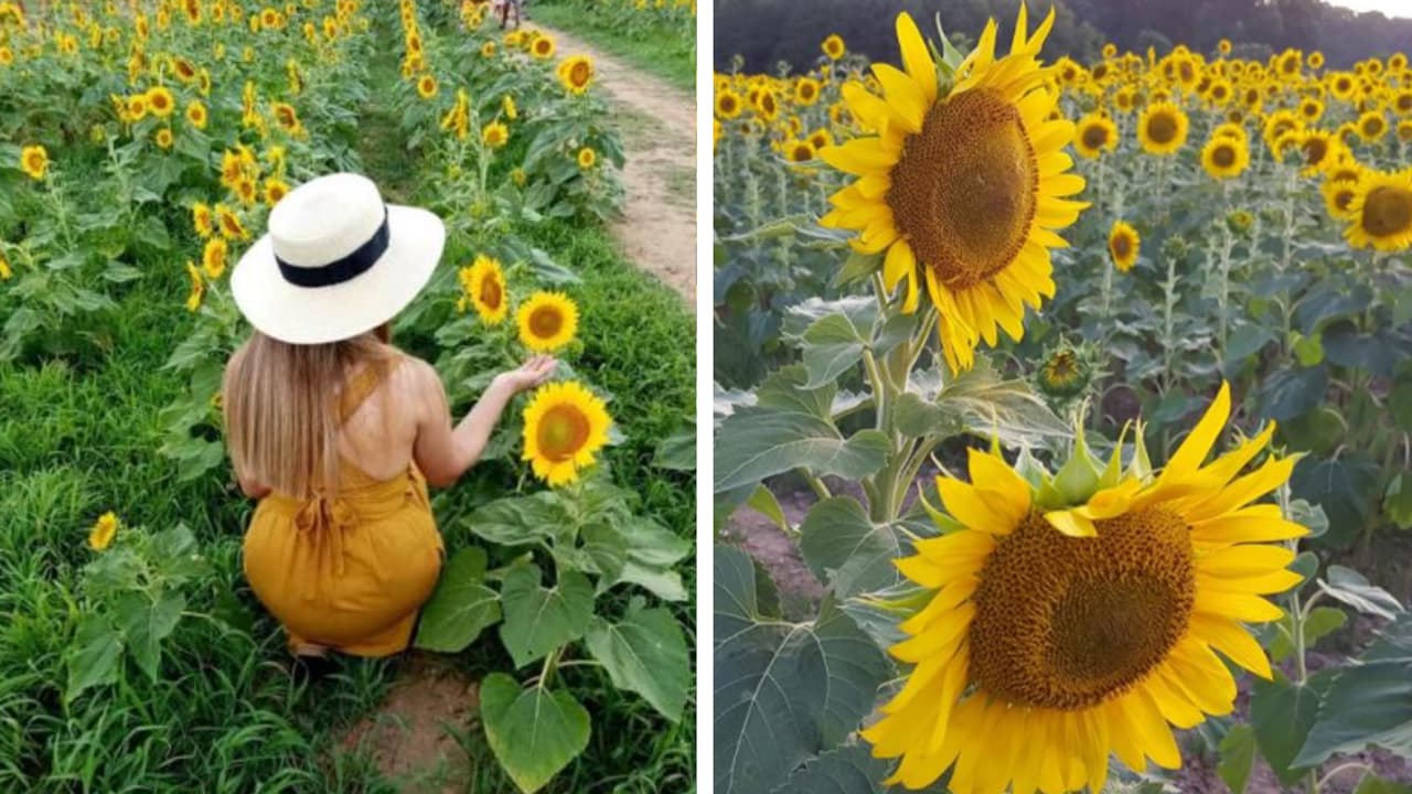 Florecen los girasoles del Dorothea Dix Park: las claves del popular campo en Raleigh