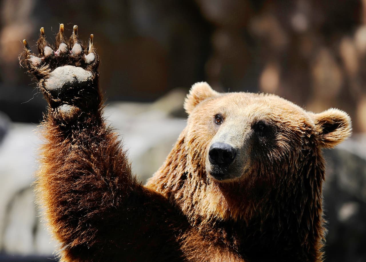 La mayoría de las tierras vírgenes del planeta están en Norteamérica