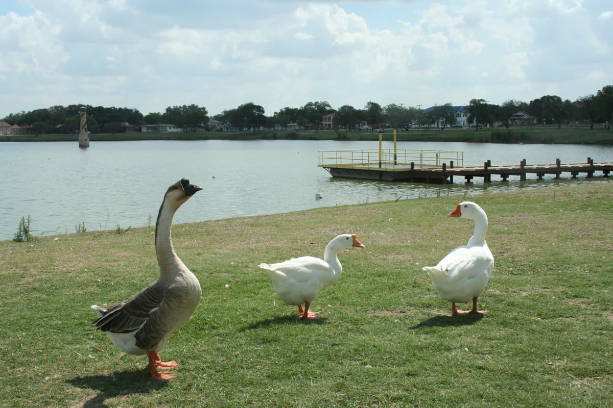 ⛺ 
<h3 class="cms-H3-H3">Woodlawn Lake Park</h3>, 1103 Cincinnati (no incluye Island House y las áreas de gimnasio)