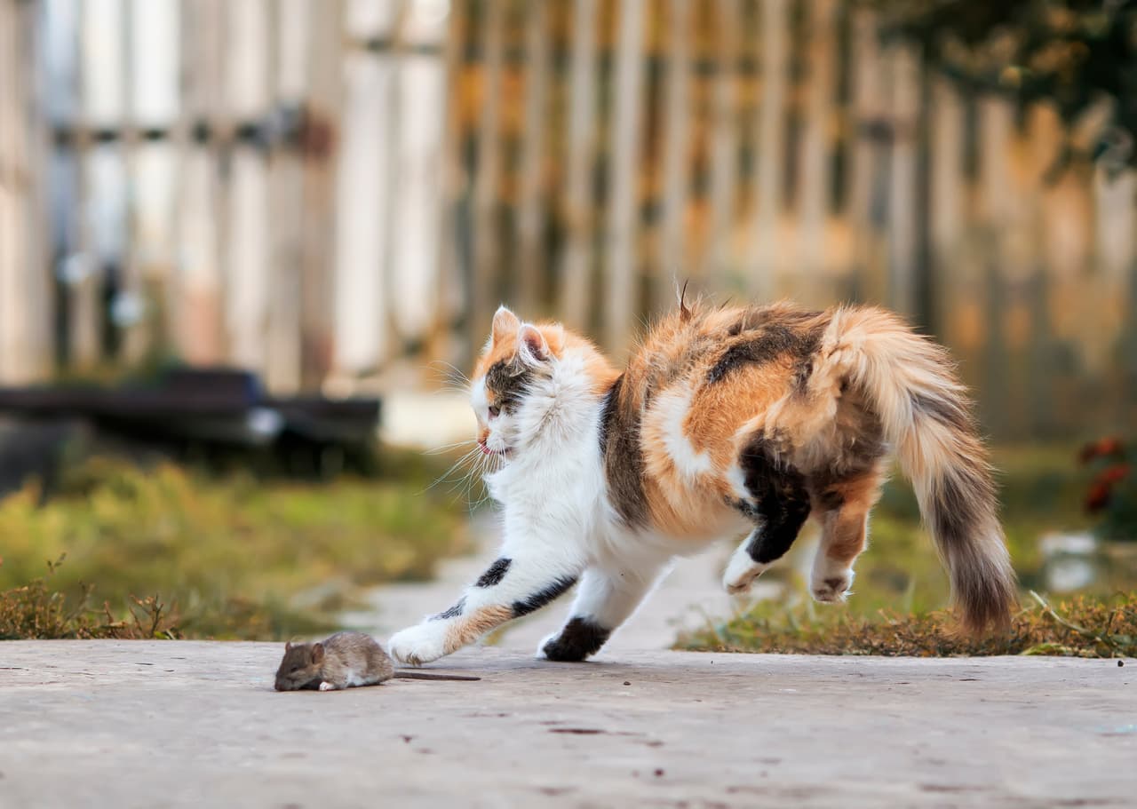 Un gato de Colorado dio positivo a peste bubónica, también conocida como "peste negra"