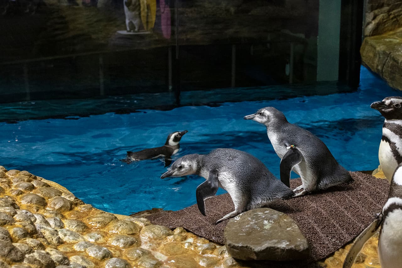 El recinto propuesto aumentará el espacio de comedor para los clientes en 7.700 pies cuadrados para adaptarse a las temporadas altas.
