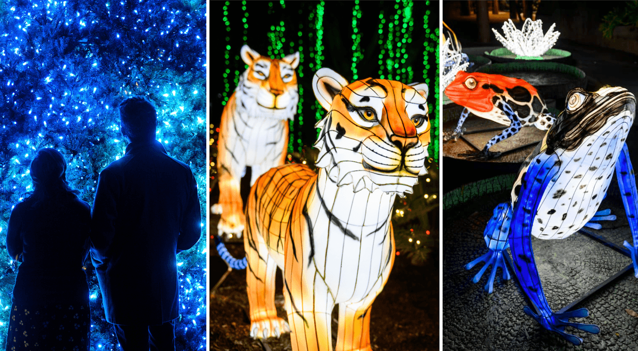 <b><a href="https://www.univision.com/local/los-angeles-kmex/zoologico-de-los-angeles-luces-de-navidad-fotos">Zoolights 2021 </a></b>
<br>El brillante país de las maravillas invernales del zoológico regresó al parque de Los Ángeles para el deleite de familias enteras y fanáticos de los decorados navideños.
<br>