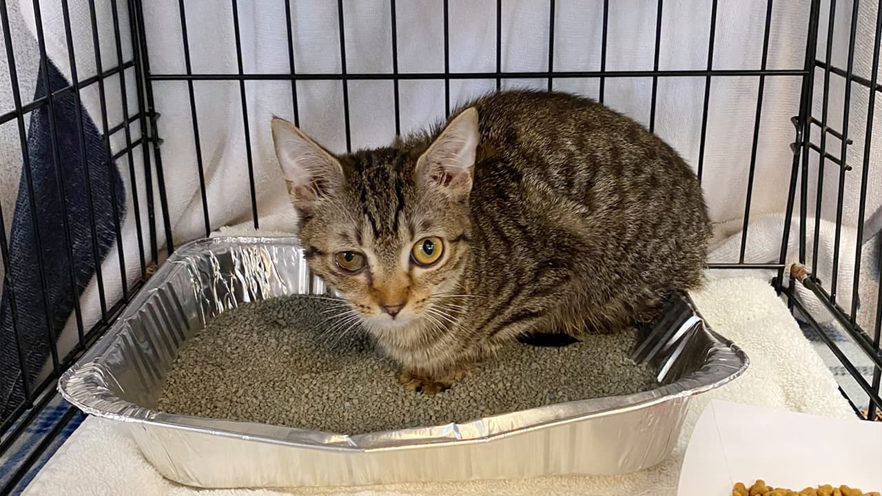 Encuentran a 15 gatos muertos dentro de un congelador y rescatan a otros 60 en condiciones precarias