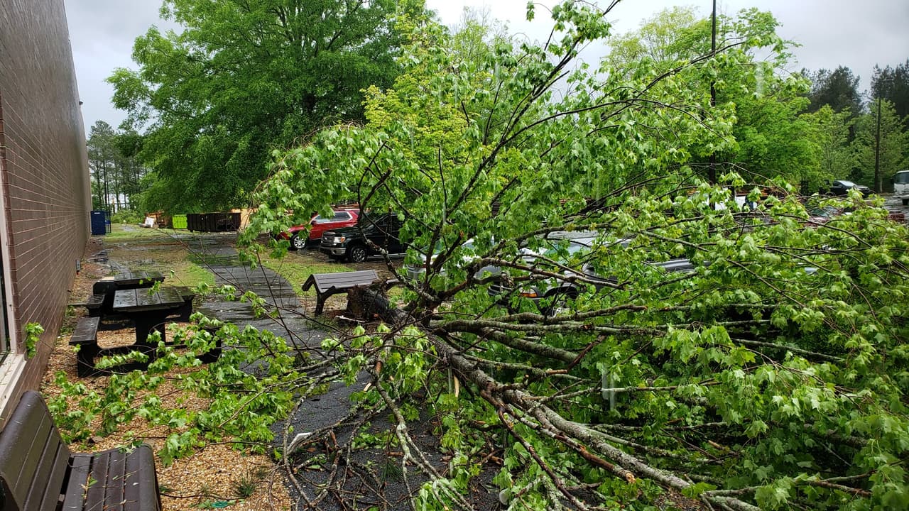 Una persona murió en el condado de Douglas cuando un árbol cayó sobre su vehículo.