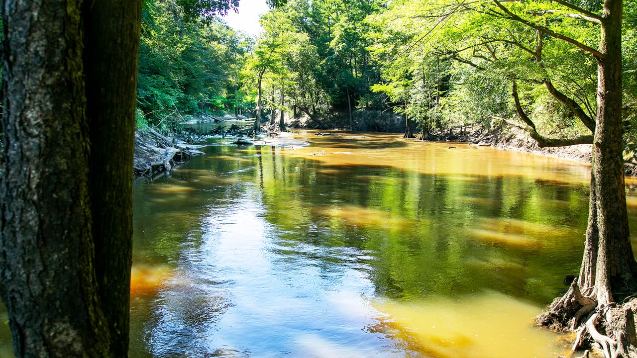 Village Creek es un arroyo natural por lo que la profundidad de sus aguas depende de las lluvias.
<b>En el parque no hay accesos para bañistas en este momento</b>, pero muy cerca se encuentra un punto para abordar Kayaks donde los visitantes se pueden nadar. Se le conoce como
<a href="https://www.google.com/maps/place/Baby+Galvez+Landing/@30.3372669,-94.2033925,16.56z/data=!4m13!1m7!3m6!1s0x86393b0e5cceabf1:0x2f25463fbb755d35!2sBaby+Galvez+Rd,+Texas+77656!3b1!8m2!3d30.3378928!4d-94.1985974!3m4!1s0x0:0x91dcd5bfcf598ea1!8m2!3d30.3343589!4d-94.2041266" target="_blank">Baby Galvez.</a>